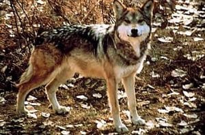 Dakota as a wolf.